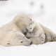 Image: Wildlife Photographer of the Year / Debra Garside